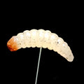 1" Realistic Waxworm "The Tater Bug" 8 Per Pack